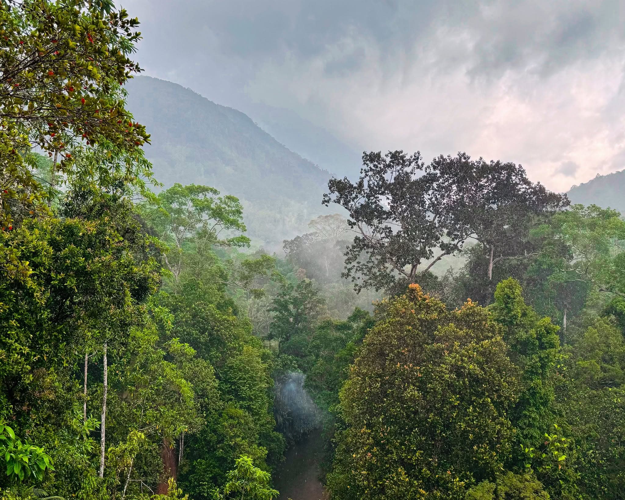 Morning Mist Rising Over Sinharaja